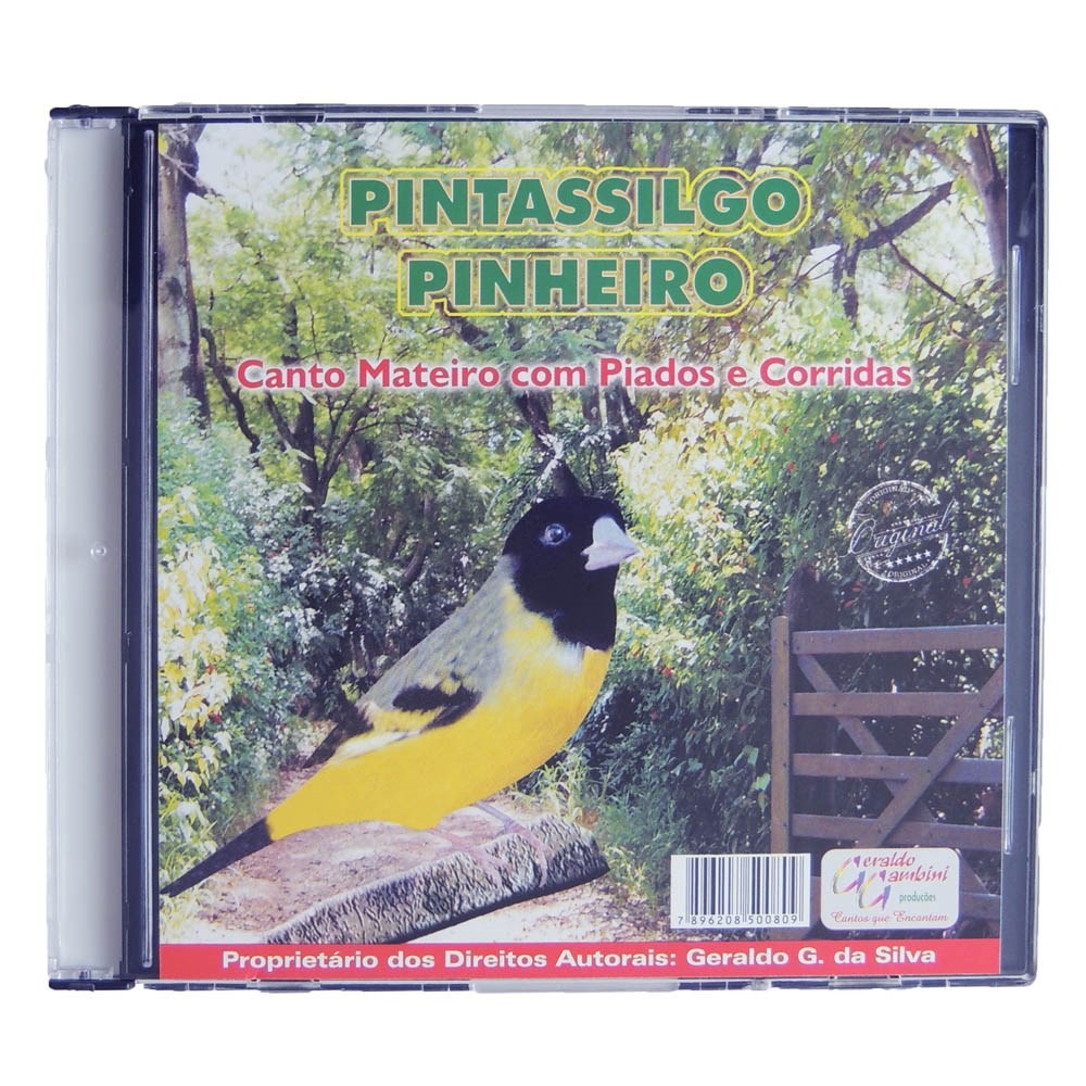 pintassilgo canto mateiro