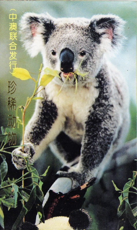 Ch296-china Folder Animales Raros Osos China-australia 