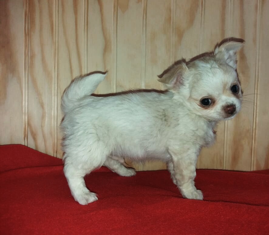 Chihuahua Cachorro Blanco Pelo Largo 300.000 en