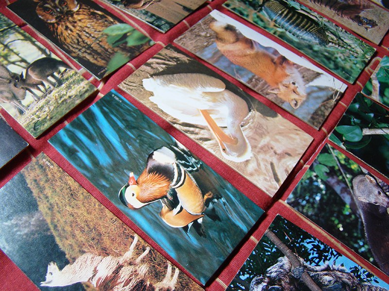 Coleção Cards Chocolate Nestle Surpresa Álbum Figurinhas 