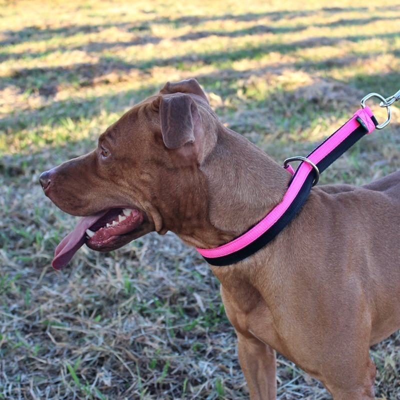 Coleira Enforcador Cachorro Pitbull Rottweiler - Rosa Fluor - R$ 54,90 em  Mercado Livre