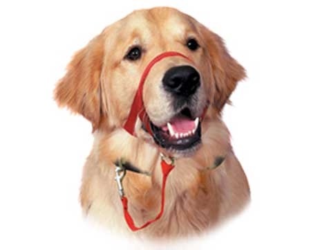 Non Barking Collars For Dogs Non Barking Collars For Dogs