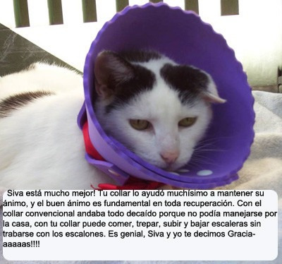 recuerdos para 15 anos imagenes monos de liston para ninas