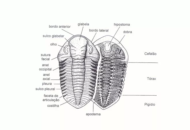 Colônia De Trilobitas Trilobita Petrificado Fossilizado - R$ 395 ...