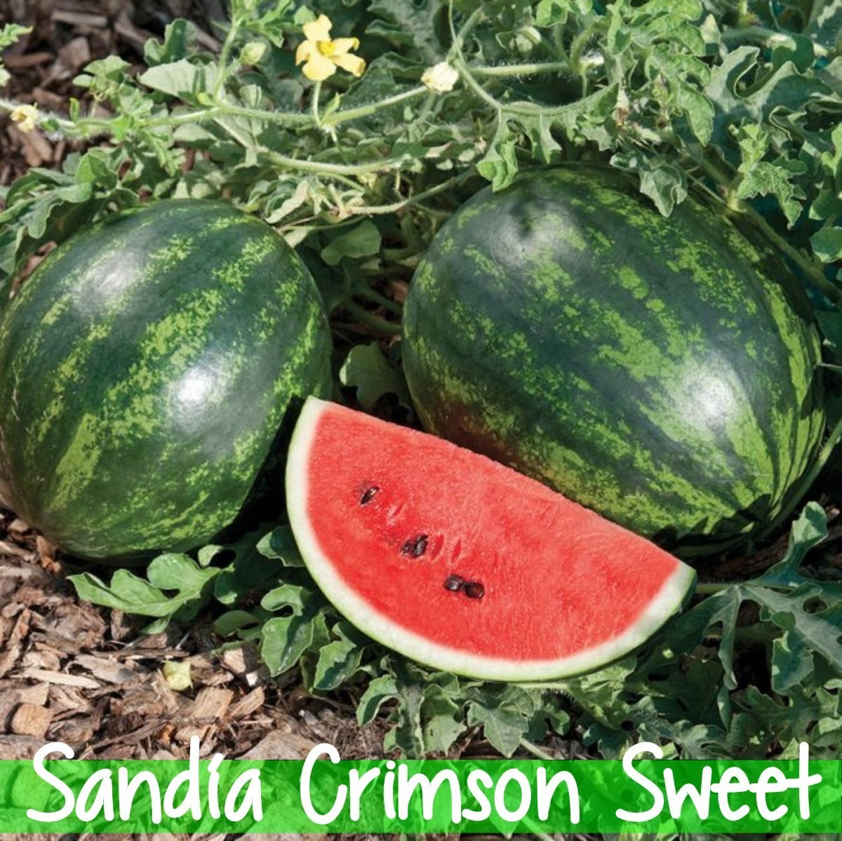 Combo Semillas Organicas Variedades De Melones Y Sandia 450