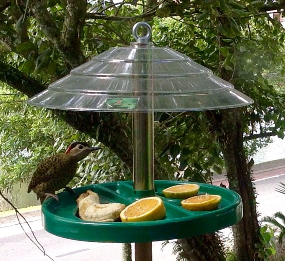 Comedouros De Cedro Para Aves