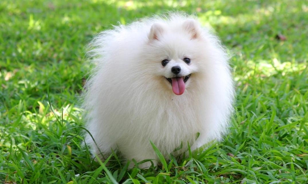 perros pomeranian related keywords suggestions for imagenes de perros pomeranian perros pomeranian related keywords suggestions for imagenes de perros pomeranian