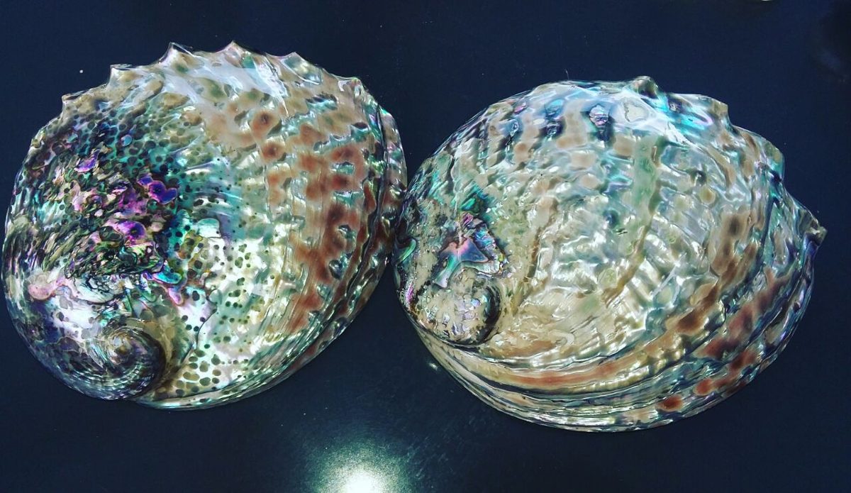 concha de abalone jóias