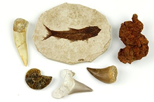Resultado de imagen de colección fósiles