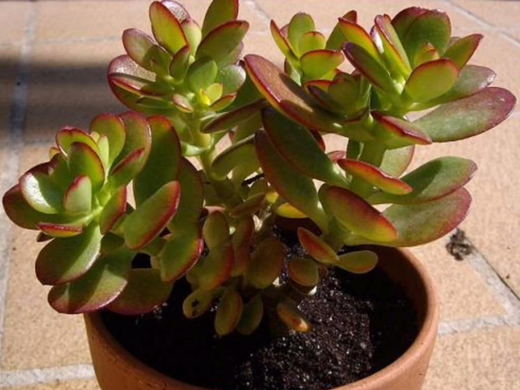 crassula ovata o planta del dinero o jade 4 990 en mercado libre
