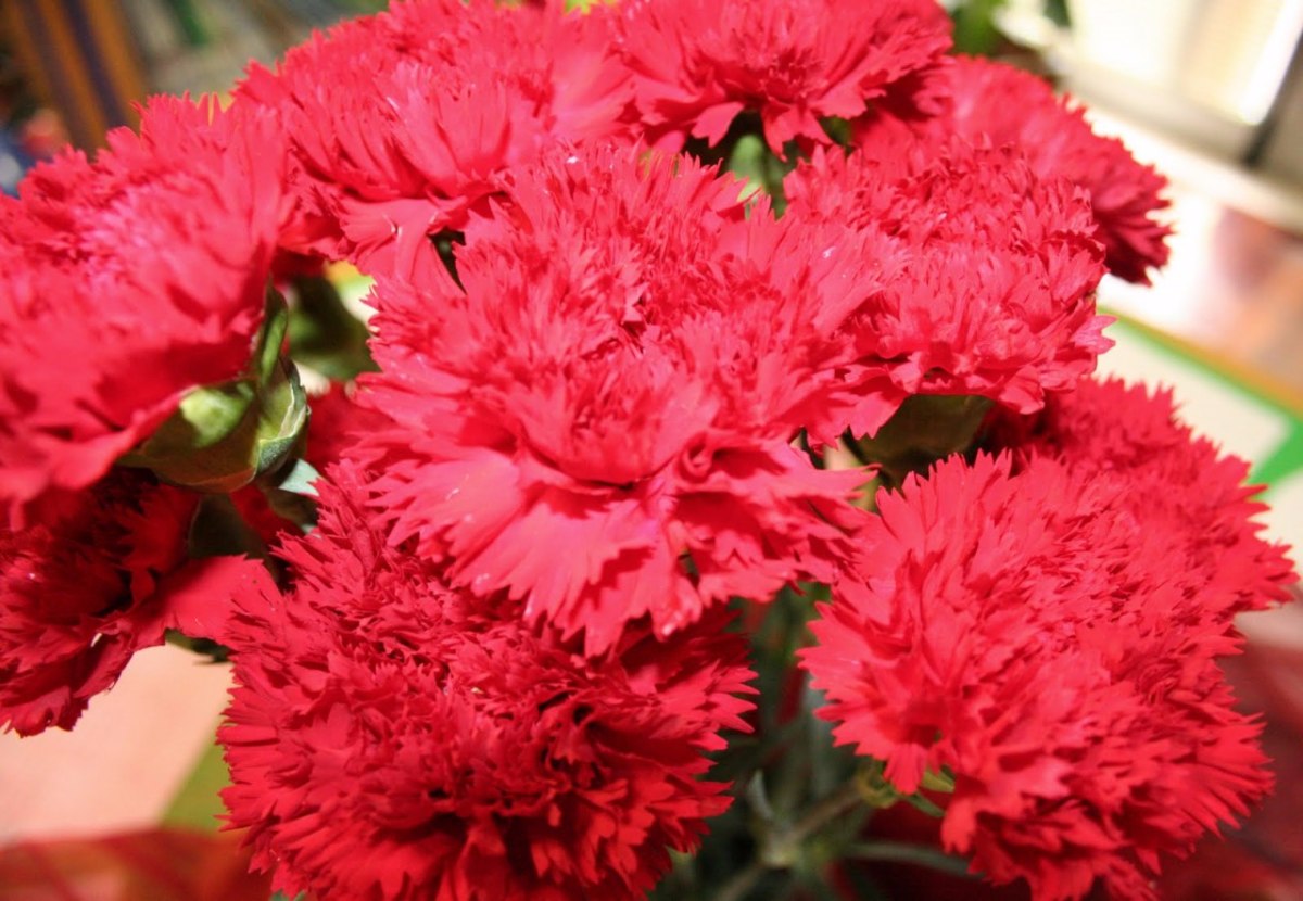 Cravo Gigante Vermelho Sementes P/ Mudas Flor Craveiro - R$ 9,00 em
