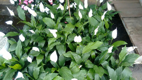 Cuna De Moises Planta Spathiphyllum Wallisii 60cm Lirio