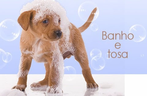 Curso de banho e tosa online