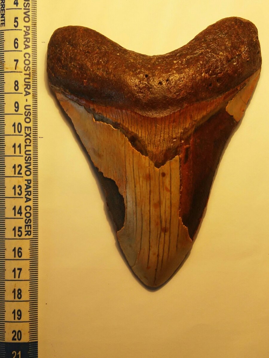 Dente De Tubarão Megalodon - R$ 2.100,00 em Mercado Livre