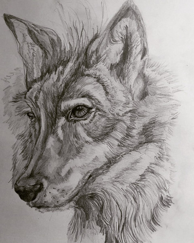 Dibujo A Lápiz Lobo, Realista Tamaño Carta - $ 420.00 en 