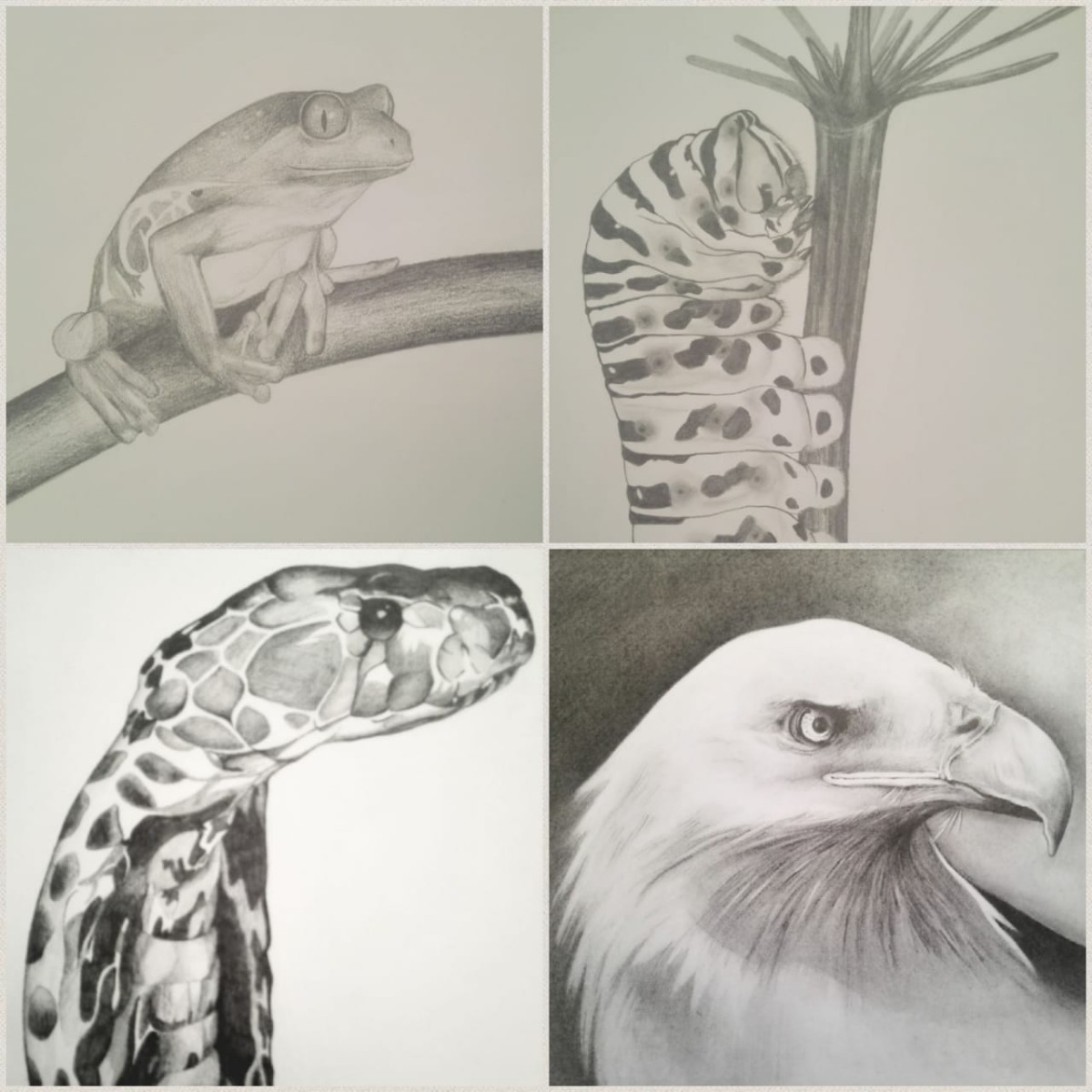 Dibujos A Lápiz Arte Profesional Mano Animales Rostros 39999