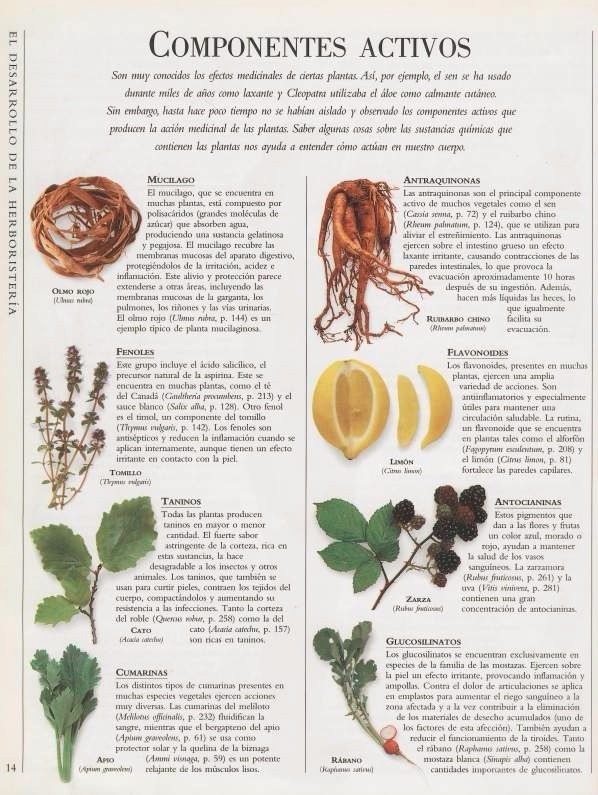 Diccionario de plantas medicinales pdf