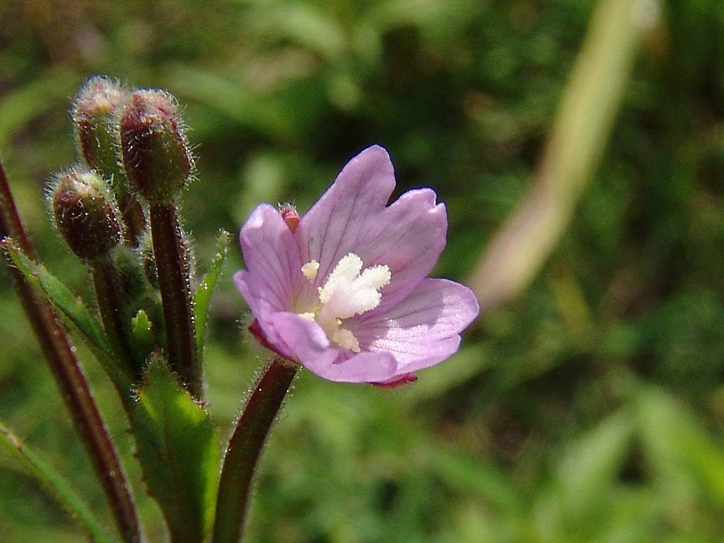 Epilobio Parviflorum Epilobium Planta Prostata Sementes 