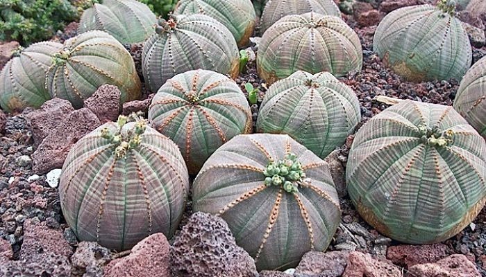 Image result for Euphorbia Obesa