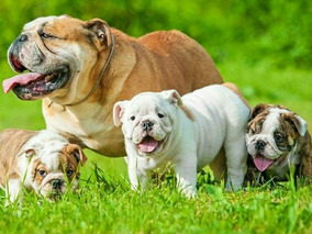 Excelentes Hembras Bulldog Cachorros Machos Ingles Y doeCxBr