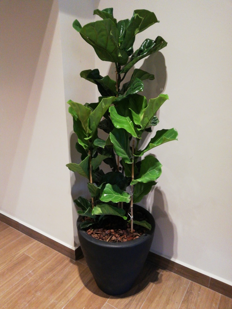 PLANTAE | Ficus Lyrata - $ 1,200.00