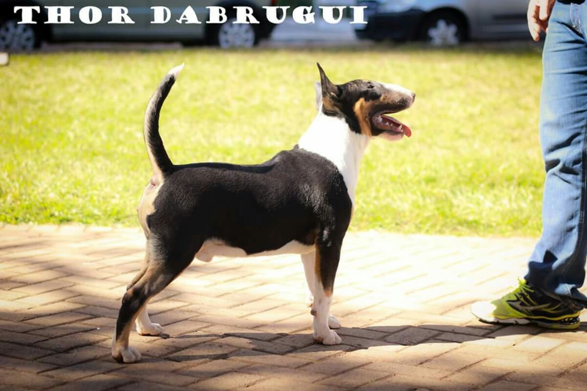 Filhote Bull Terrier Fêmea - R$ 2.500,00 em Mercado Livre