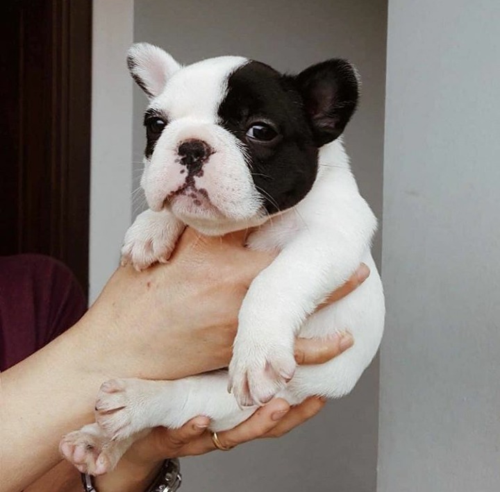 Filhote Bulldog Francês Femea R 2.000,00 em Mercado Livre