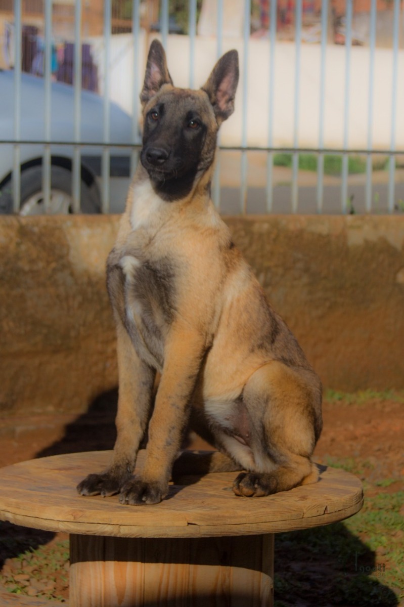 Filhote Pastor Belga Malinois (malinoÃ¡) - FÃªmea - R$ 2.500,00 em