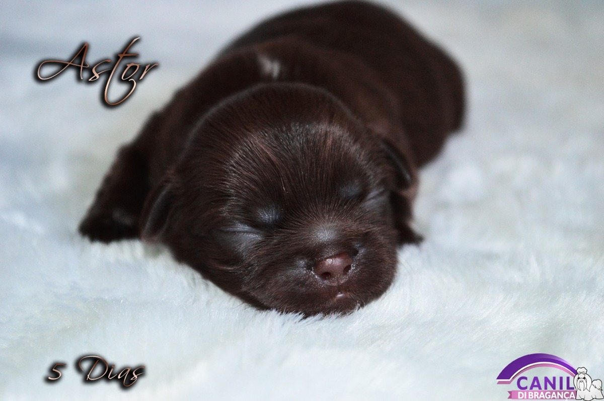shih tzu filhote chocolate filhote shih tzu chocolate s 243 lido 12x sem juros cbkc r 1 200 00 em mercado livre shih tzu filhote chocolate filhote shih tzu chocolate s 243 lido 12x sem juros cbkc r 1 200 00 em mercado livre