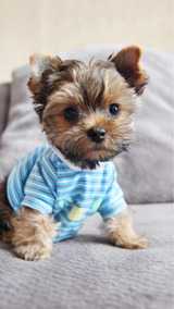 Filhotes Yorkshire Para Doar Gratismaceioal Cachorros Yorkshire