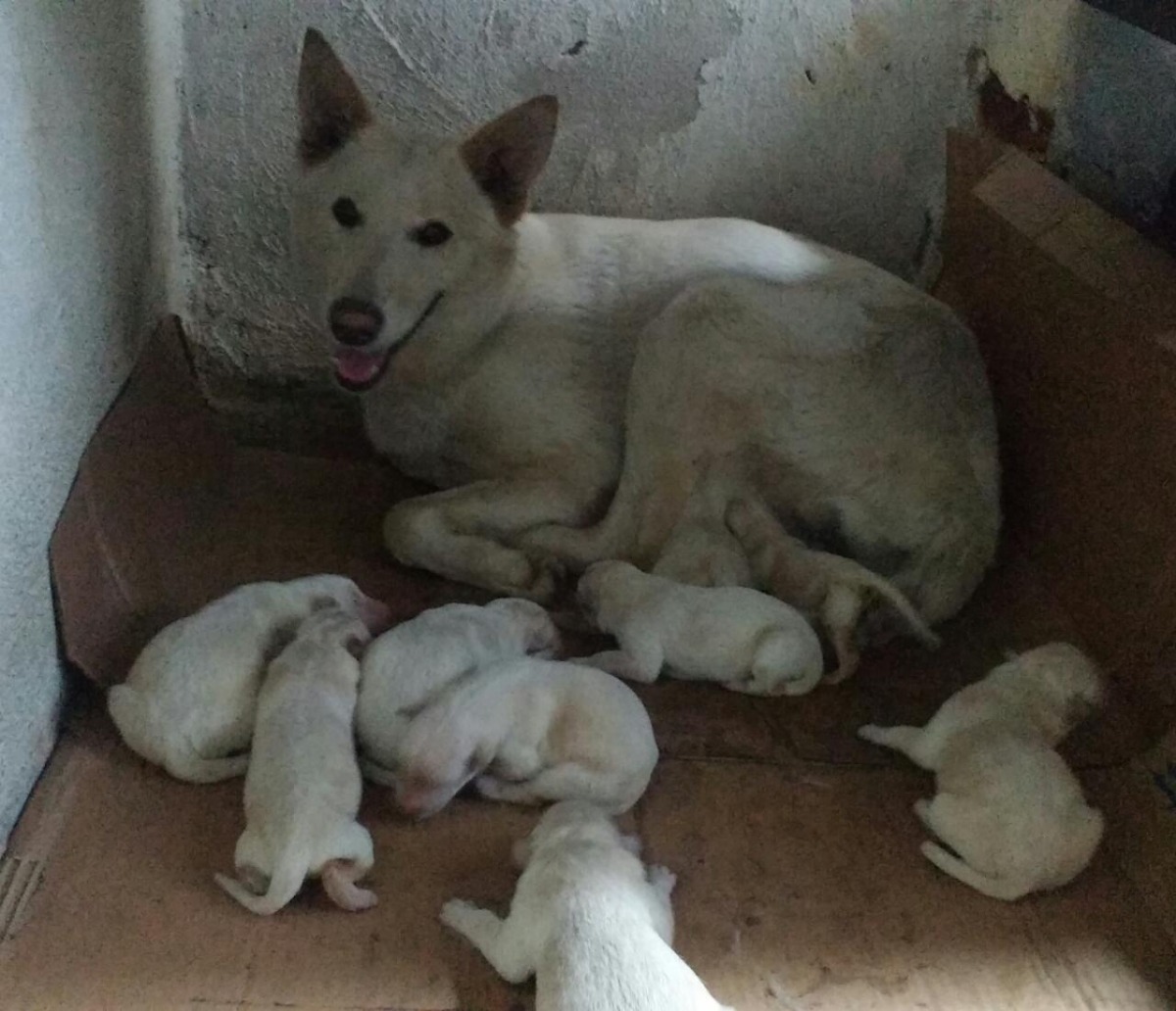 Filhotes De Pastor Alemão Branco - Suíço - Albino - R$ 600,00 em