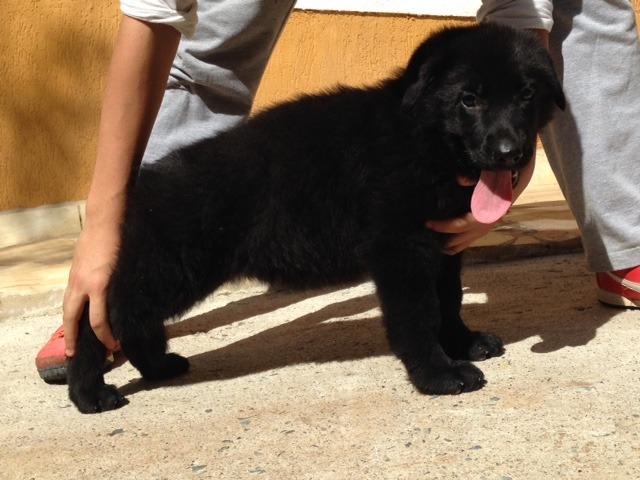 Filhotes De Pastor Alemao Preto Pedigree Rosa R 3 599 99 Em