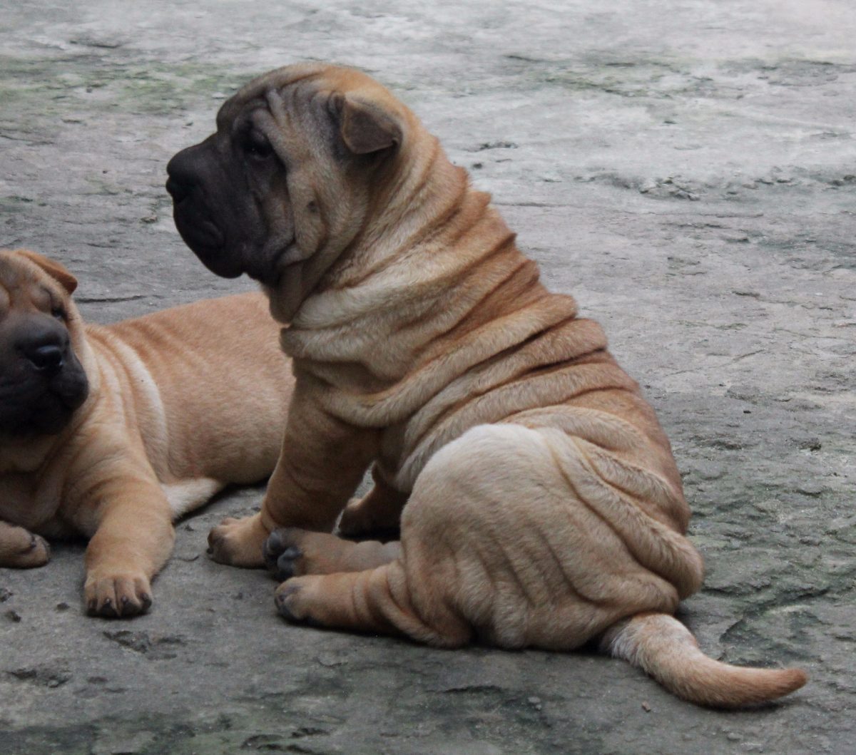 filhotes de shar pei r 2 000 00 em mercado livre filhotes de shar pei r 2 000 00 em mercado livre