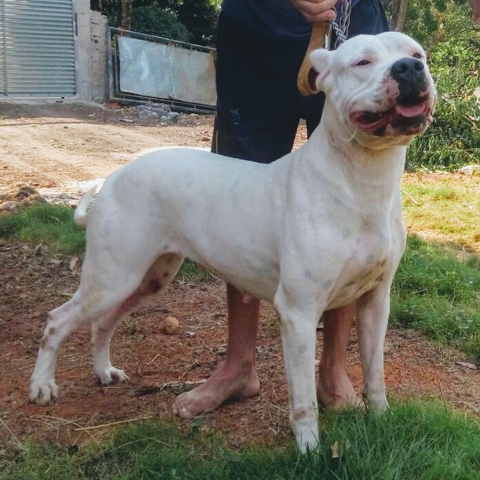 Dogo Identification Dogo Argentino Rescue Network Darn