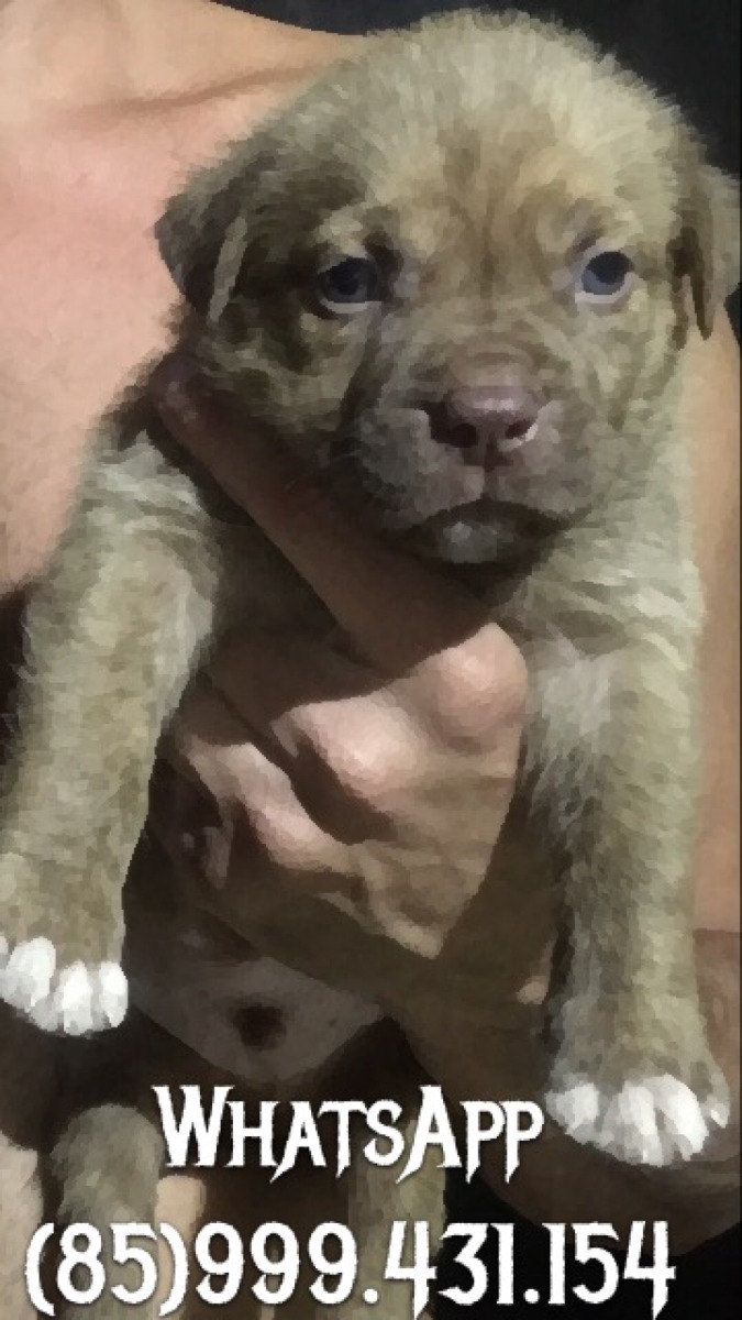 Filhotes Mix De Bulldog Americanodog De Bordeauxpit Bull R