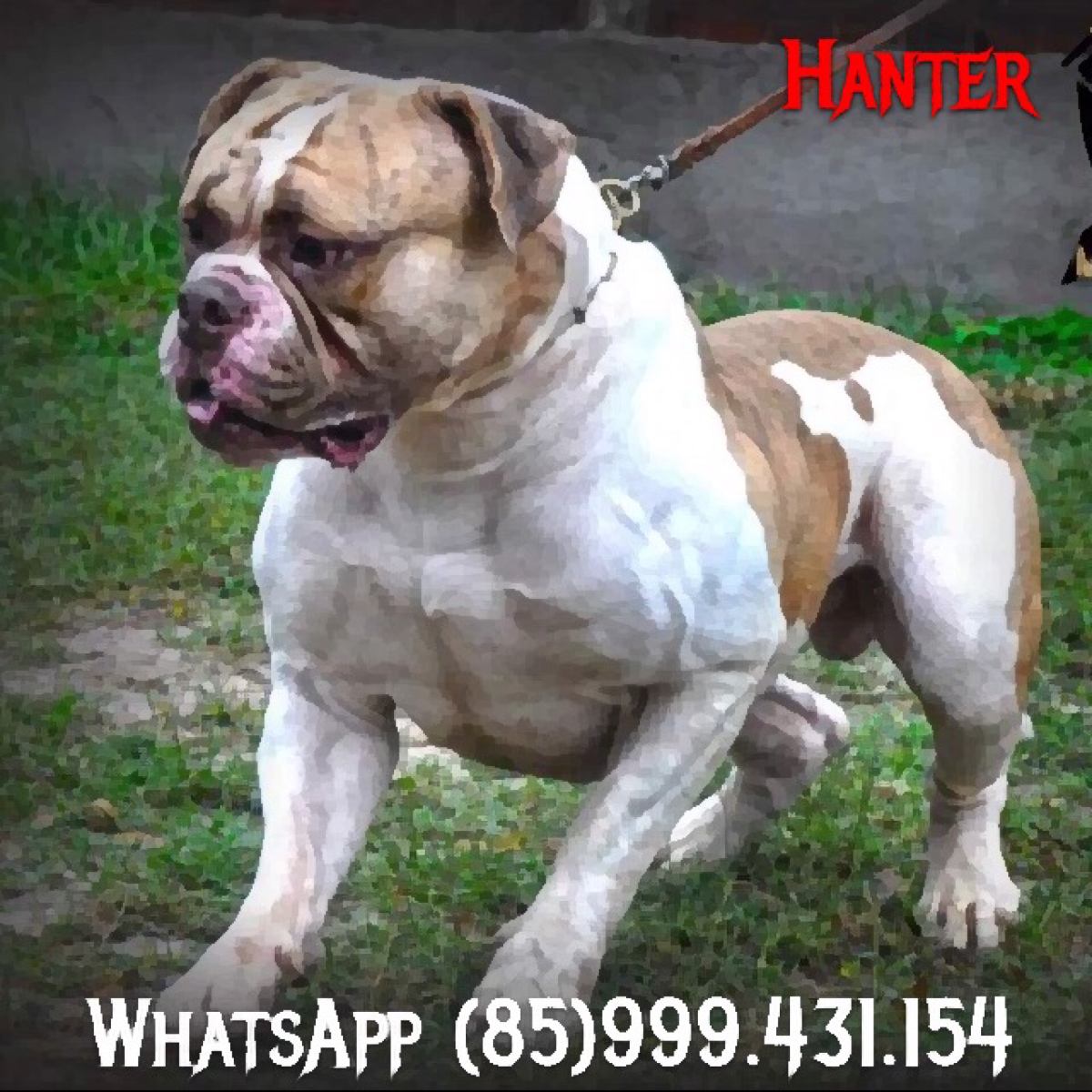 Filhotes Mix De Bulldog Americanodog De Bordeauxpit Bull R