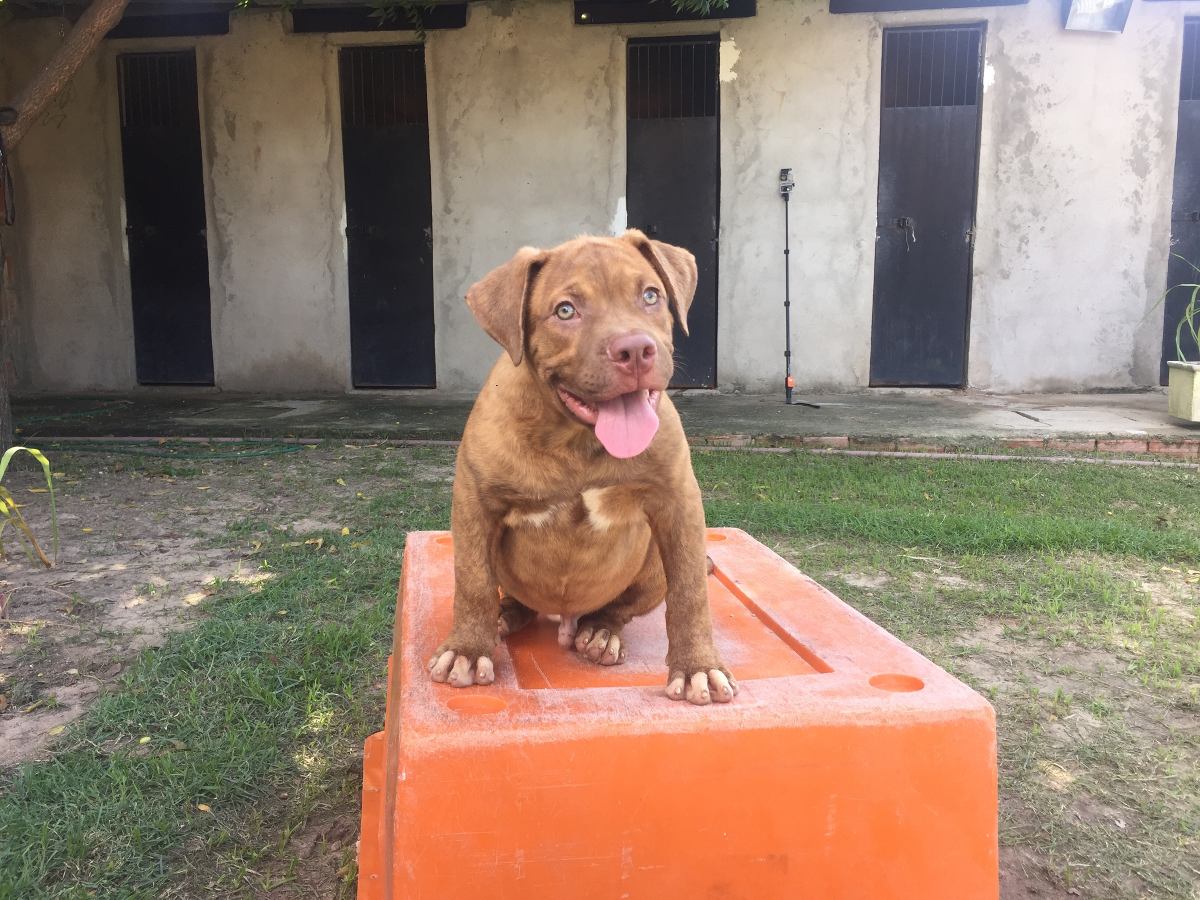 Filhotes Mix De Bulldog Americanodog De Bordeauxpit Bull R
