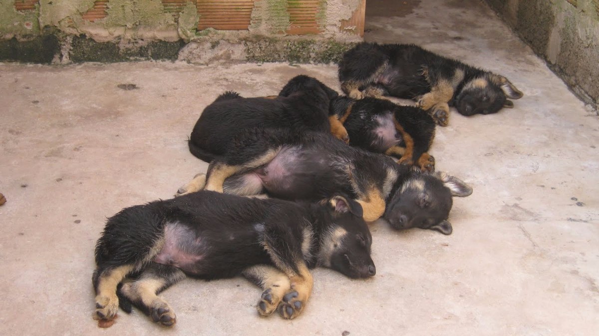 Image Result For Tudo Sobre O Rottweiler Image Result For Tudo Sobre O Rottweiler