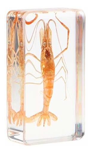 Kids Science Nature Educational Toy Gift Ornament Fityle River Shrimp Specimen Animal Paperweight Taxidermy