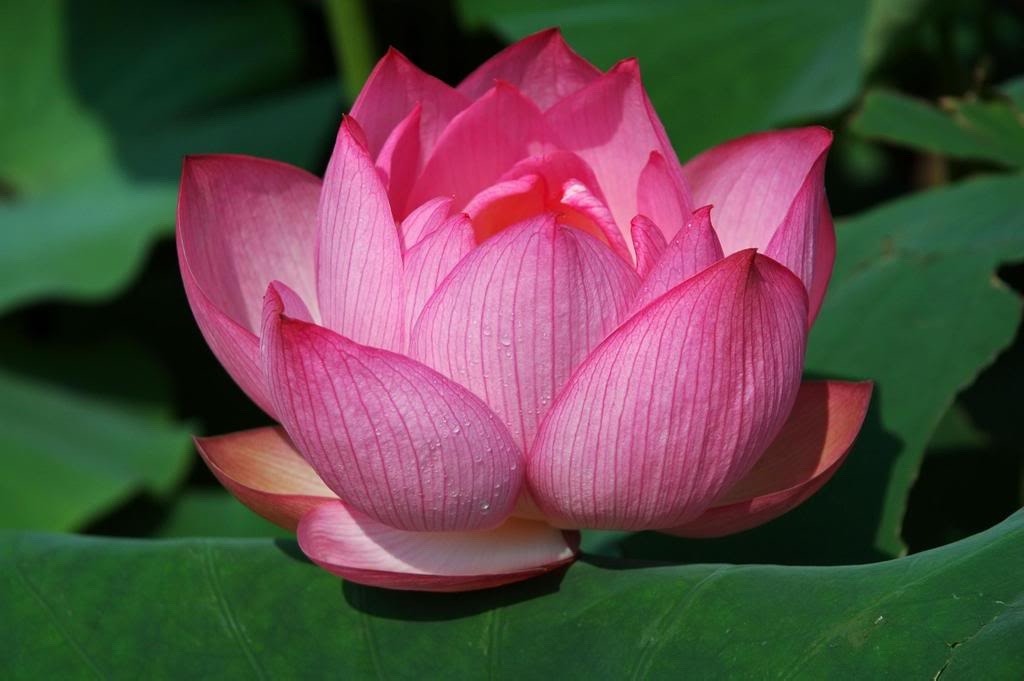 flor-de-loto-lotus-semillas-espectacular-mix-de-8-colores-4-990-en