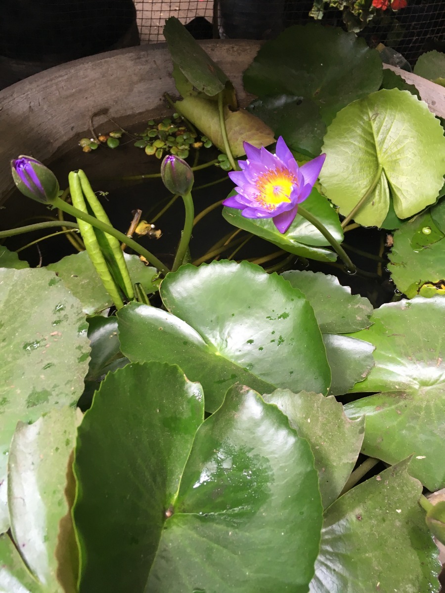Flor De Loto Planta Acuatica S 1 00 En Mercado Libre