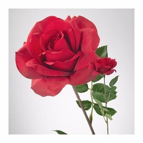 Flores Artificiales Ikea Decoración Para El Hogar En Mercado Libre Flor Artificial Smycka Rosa Roja 52 Cm Ikea Suecia