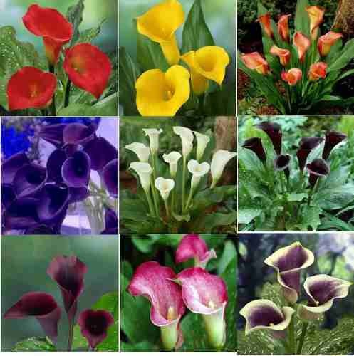 Flores Calas Espectaculares Colores Mix De Semillas - $ 5.000 en Mercado  Libre