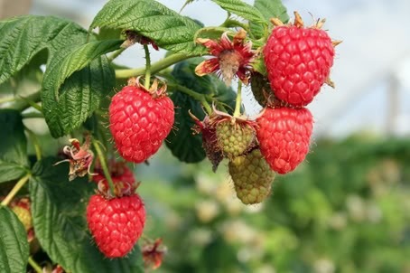 Frambuesa , Raspberry ( Planta ) , Heritage , 50 - 70 Cm