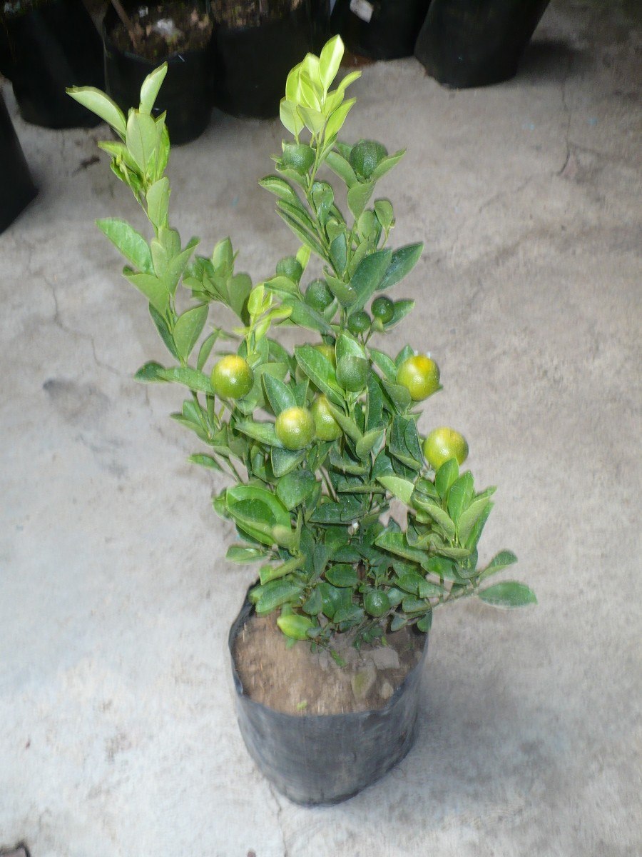 frutales mandarina japonesa kumquats árboles de canela la flor de la canela
