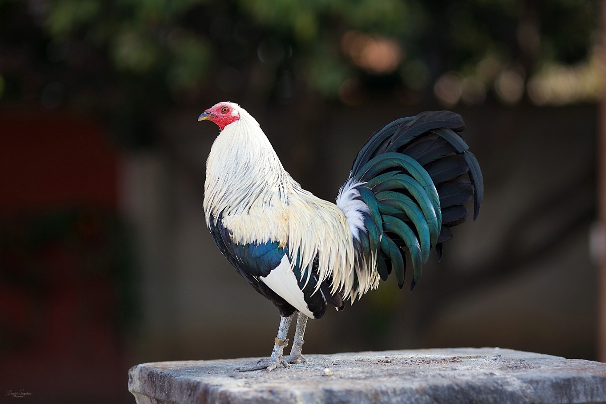 gallo negro Estados Unidos gallo negro Estados Unidos