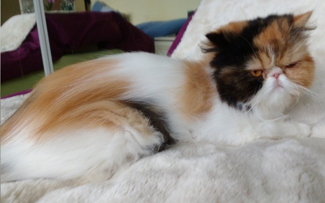 Gatita Persa Concha De Tortuga - $ 6,000.00 en Mercado Libre