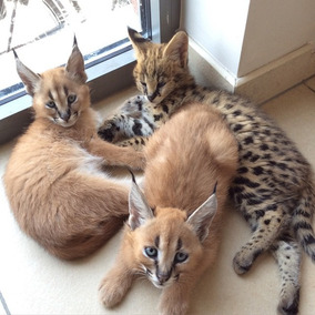 Gatos Caracal Raza