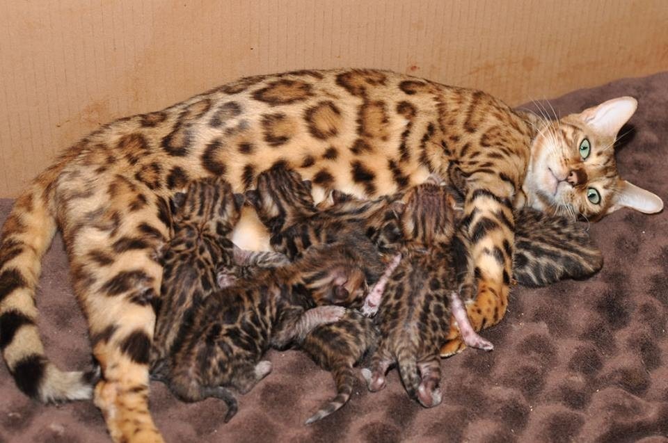 Resultado de imagem para gato bengal