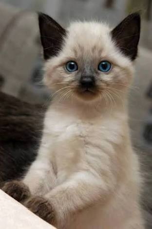 Resultado de imagen para gato siames